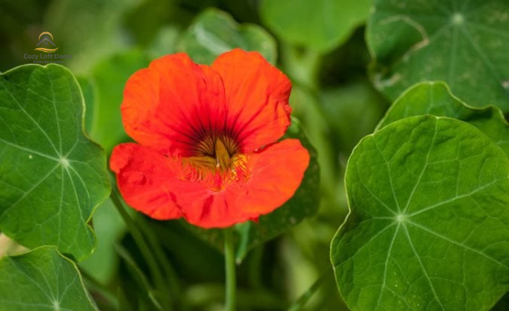 Best tiny flowers for the garden to grow