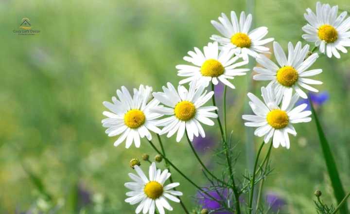 Best tiny flowers for the garden to grow 