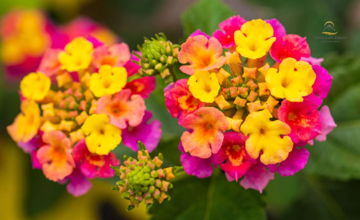 Best tiny filowers for the garden to grow
