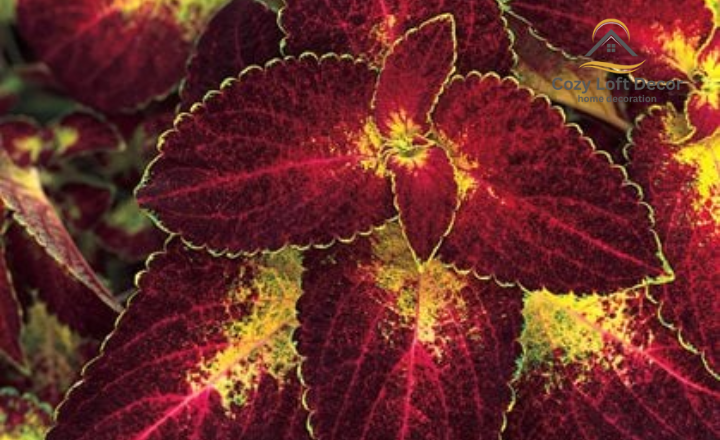 13 Best Shade-Loving Plants