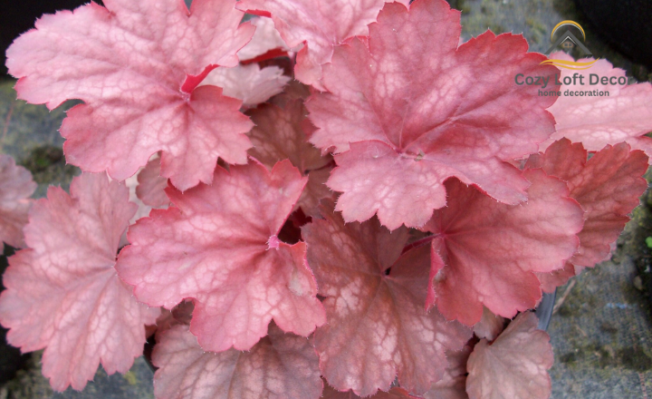 13 Best Shade-Loving Plants