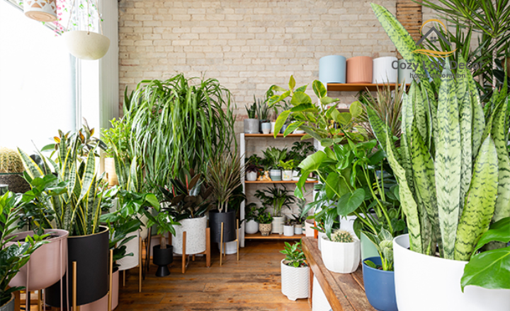 indoor plants