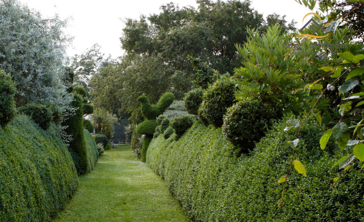 Tips for Taming an Overgrown Garden